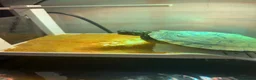 Turtle reptiles for sale: River cooter turtle  - Advert 1