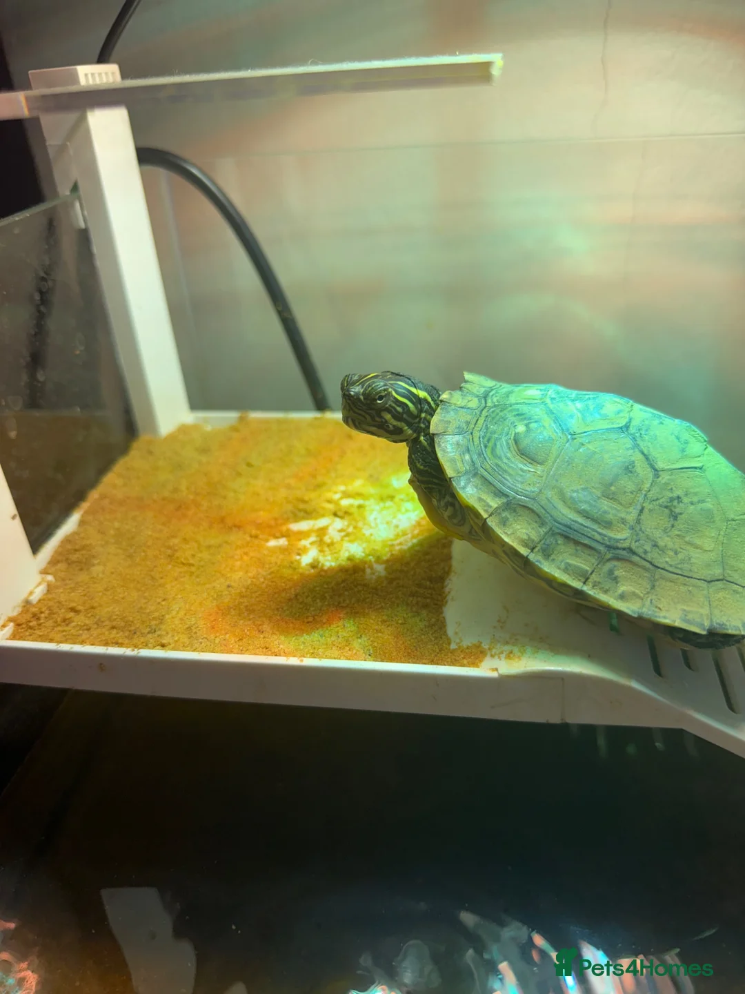 Turtle reptiles for sale: River cooter turtle  - Advert 1