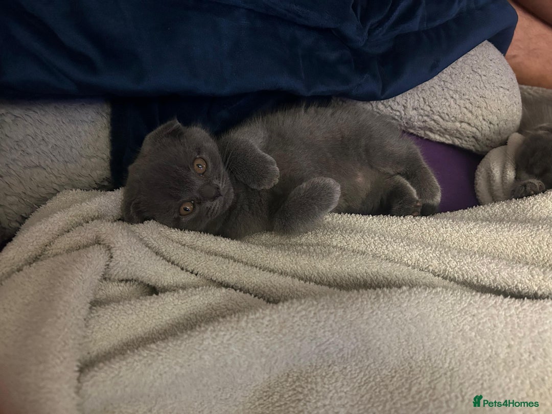 Scottish Fold cats for sale: Kittens - Advert 3