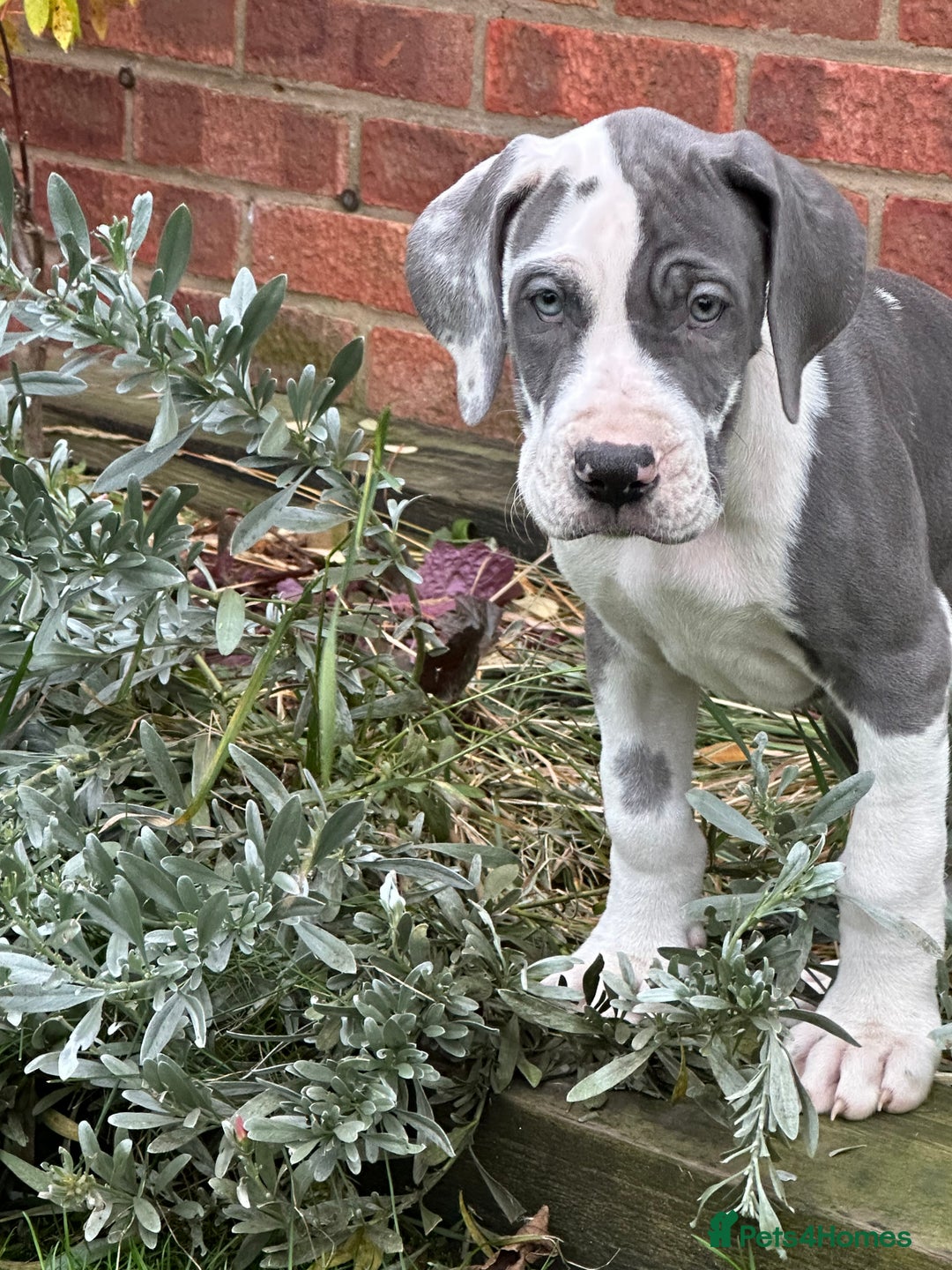 Great Dane dogs for sale: Reduced***** KC registered blue Great Dane puppies - Advert 24