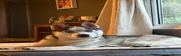 Siberian Husky dogs for sale: 1 year old Siberian husky  in Horncastle - Advert 1