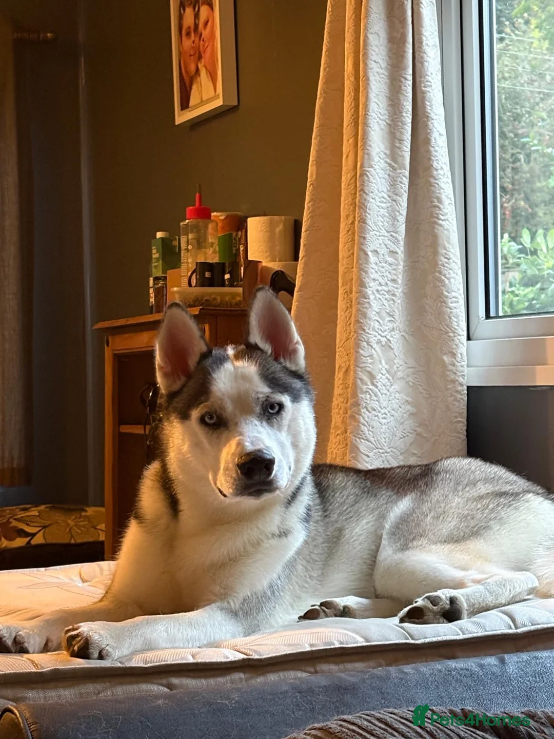 Siberian Husky dogs for sale: 1 year old Siberian husky  in Horncastle - Advert 1