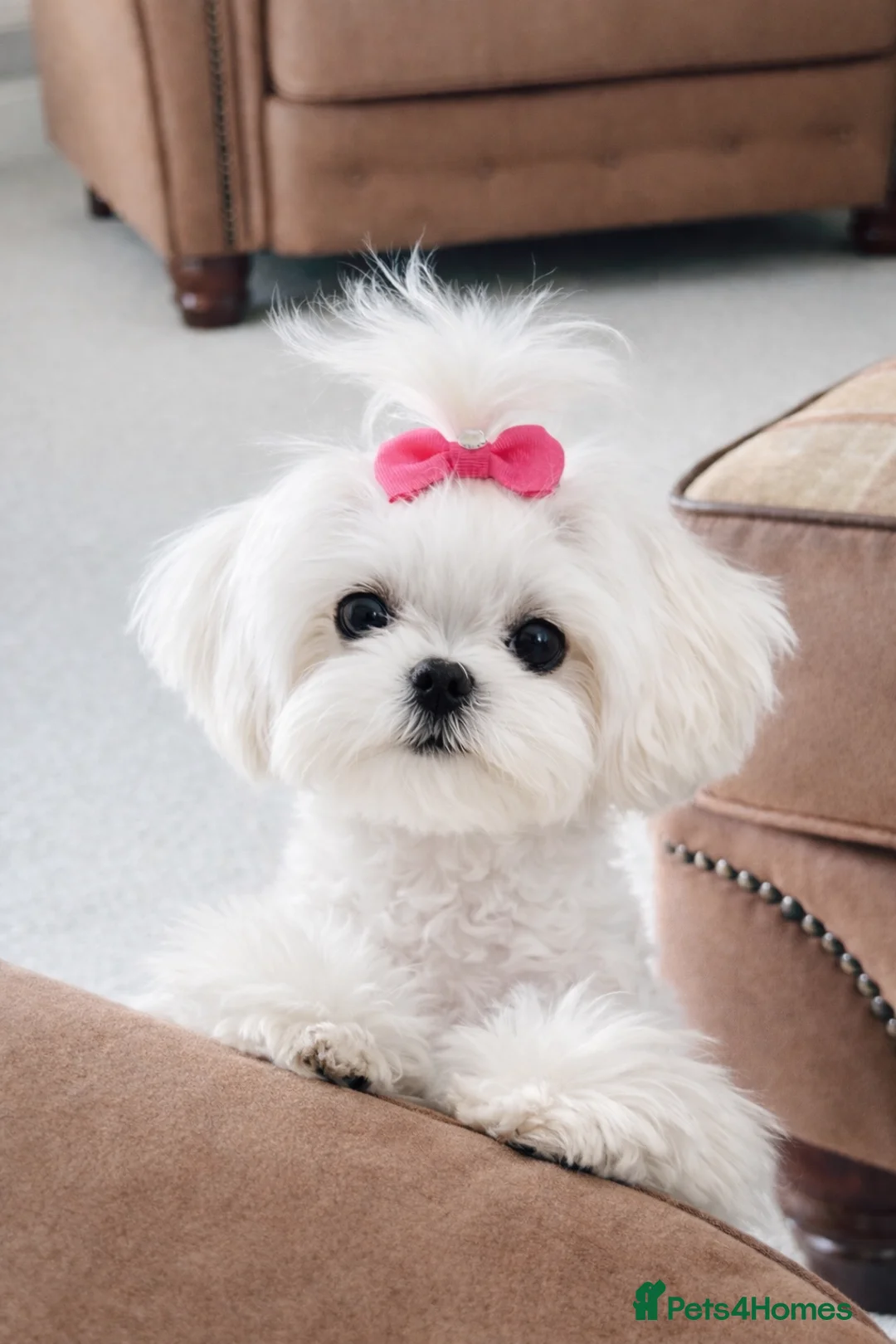 Maltipoo dogs for sale: Rare True Asian Teddy-Bear Maltipoo Puppies  - Advert 12