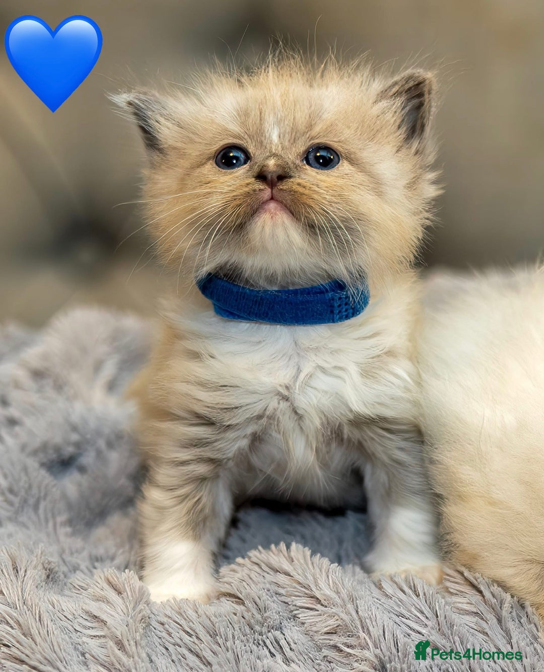 Ragdoll cats for sale: ✨ Beautiful Pure Ragdoll Kittens Available ✨ - Advert 8