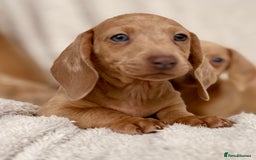Miniature Dachshund dogs for sale: READY TO LEAVE Rainbow KC Reg Miniature Dachshunds - Image 20