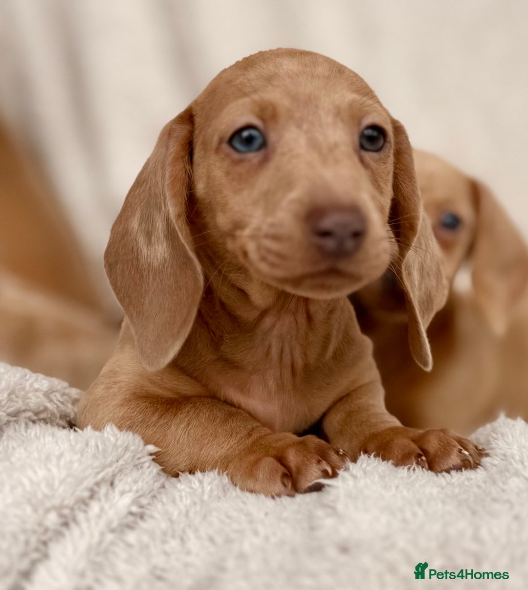 Miniature Dachshund dogs for sale: READY TO LEAVE Rainbow KC Reg Miniature Dachshunds - Image 20