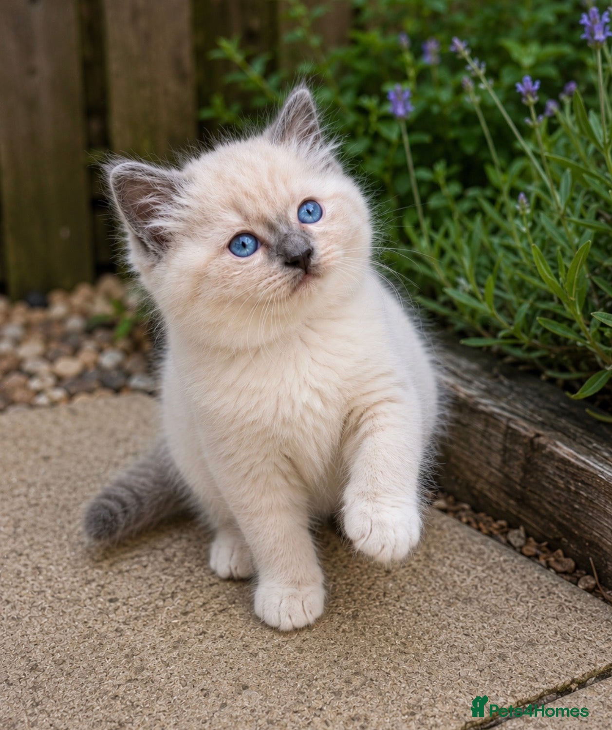 Ragdoll cats Blue Point Ragdolls | Celestial Litter - Advert 1