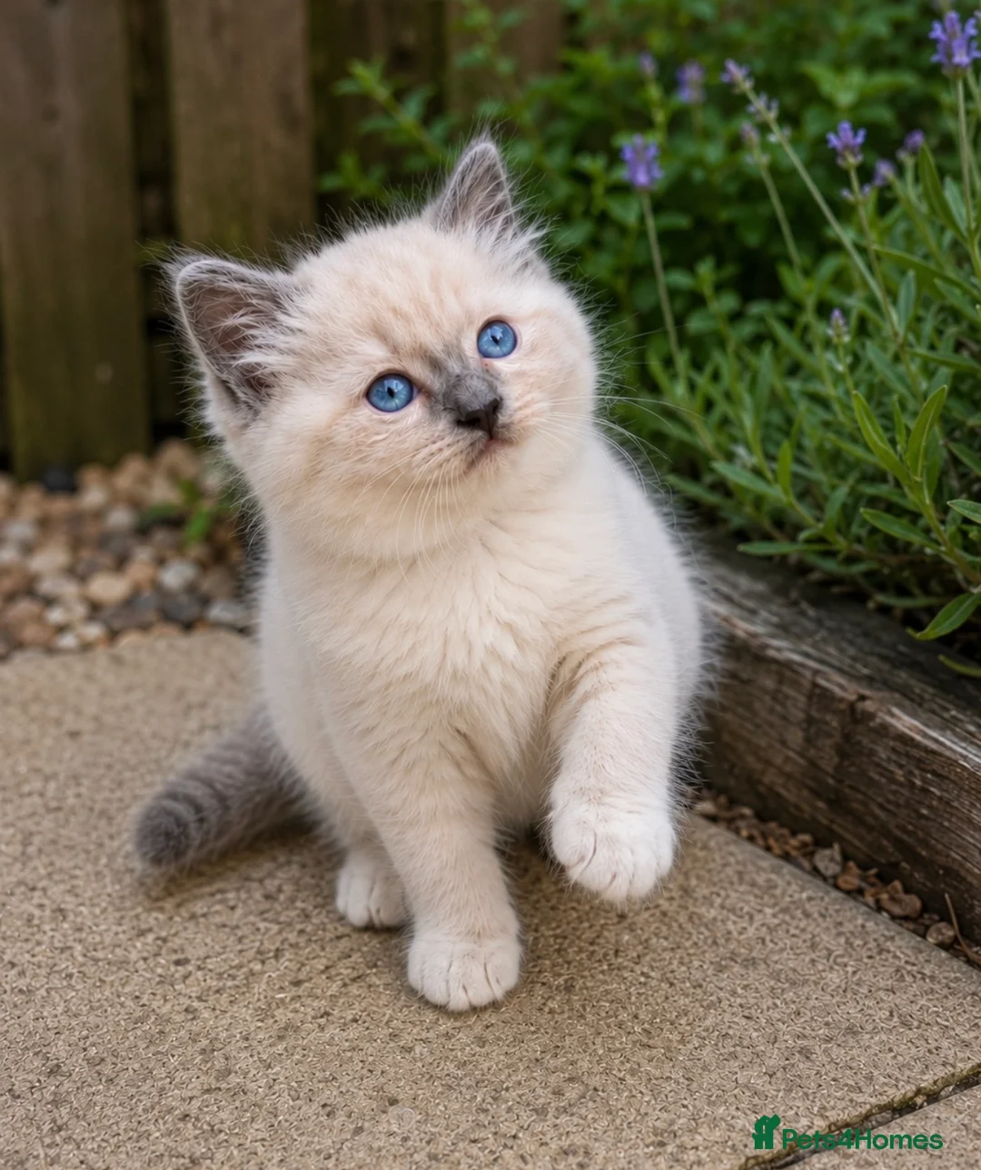Ragdoll cats for sale: Blue Point Ragdolls | Celestial Litter - Advert 2