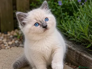 Ragdoll cats Blue Point Ragdolls | Celestial Litter - Advert 1