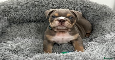 English Bulldog dogs - Advert 5