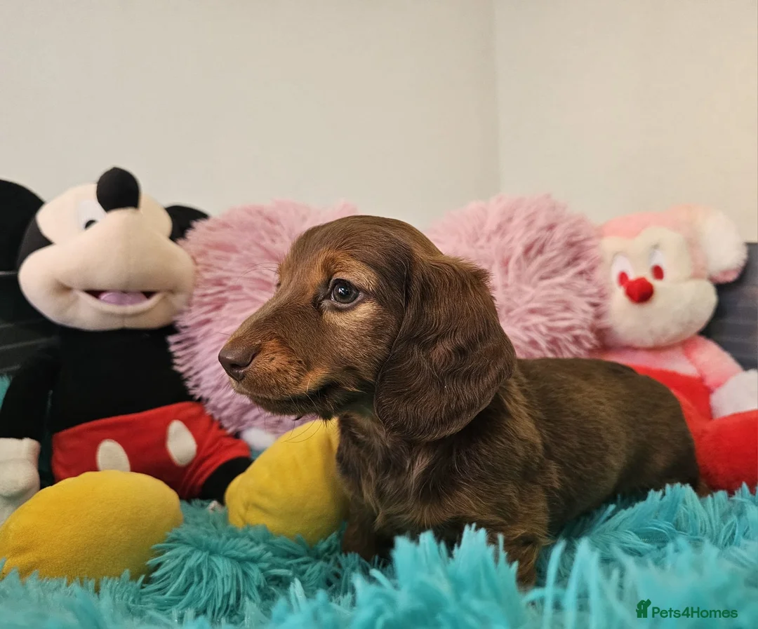 Dachshund dogs for sale: Little sweet Dachshund puppies - Advert 2