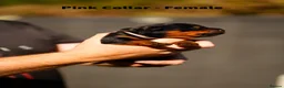 Rottweiler dogs for sale: Stunning Rottweiler pups in Clacton-on-Sea - Advert 7