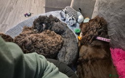 Cockapoo dogs for sale: 2 female cockapoo for sale - Image 2