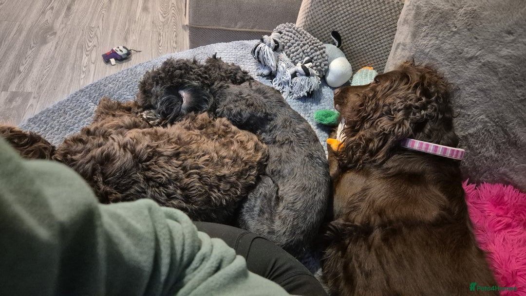 Cockapoo dogs for sale: 2 female cockapoo for sale - Image 2