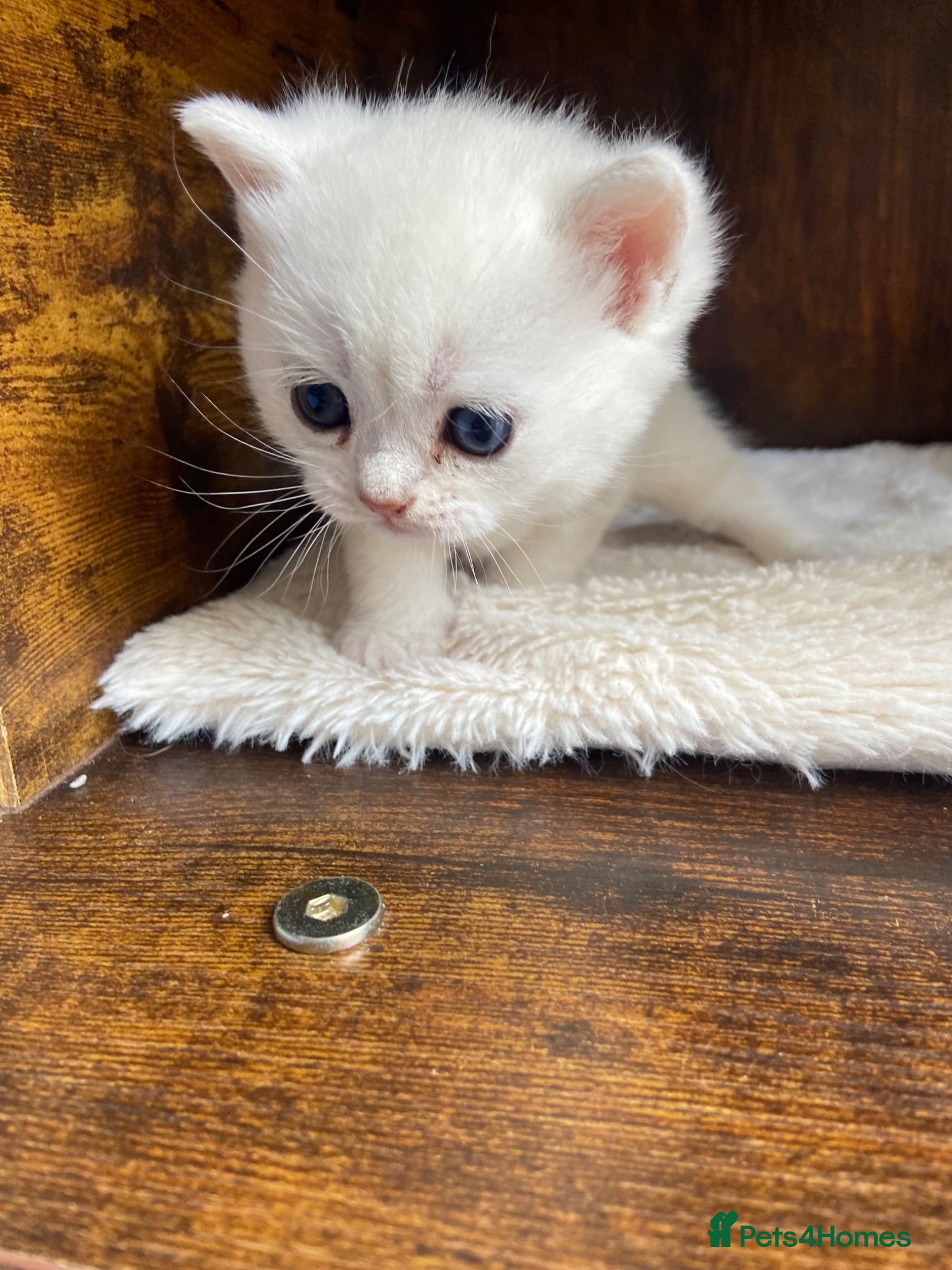 British Shorthair cats Silver pedigree British Shorthair kittens  - Advert 2
