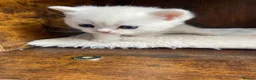 British Shorthair cats for sale: Silver pedigree British Shorthair kittens  - Advert 2