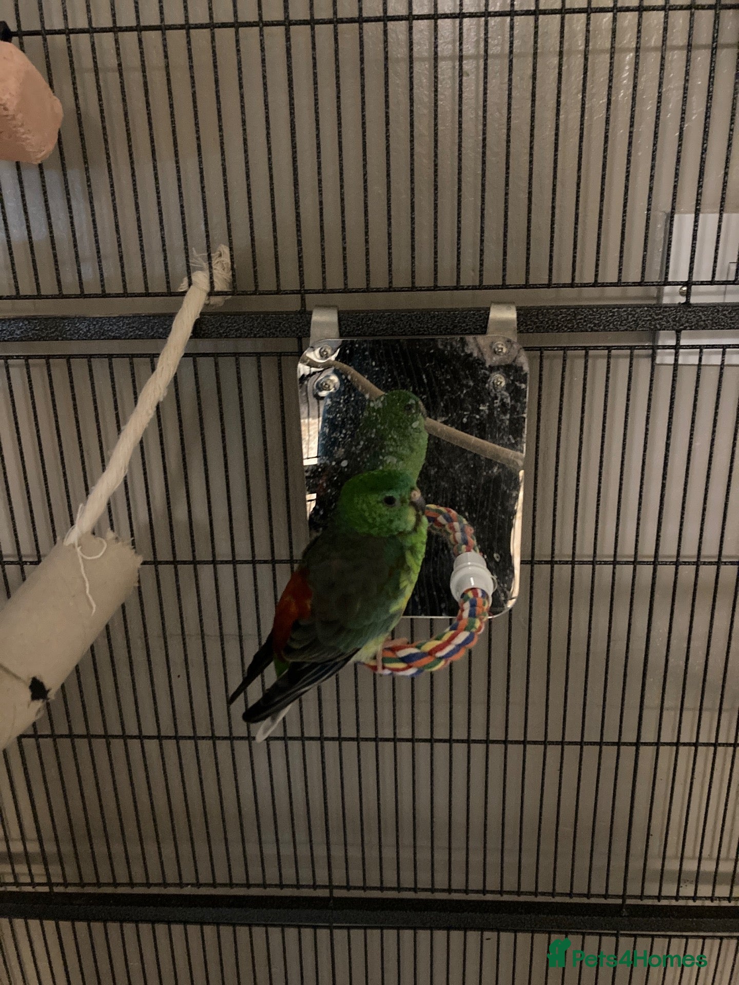 Parrots birds for sale: Red rump parrots  - Advert 2