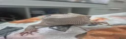 Bearded Dragon reptiles for sale: Healthy well started Baby Bearded Dragons  - Advert 13