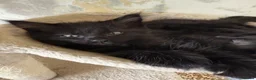 Mixed Breed cats for sale: 4 lovely little kittens - Advert 5