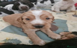 Cocker Spaniel dogs for sale: Show cocker spaniel  - Image 12