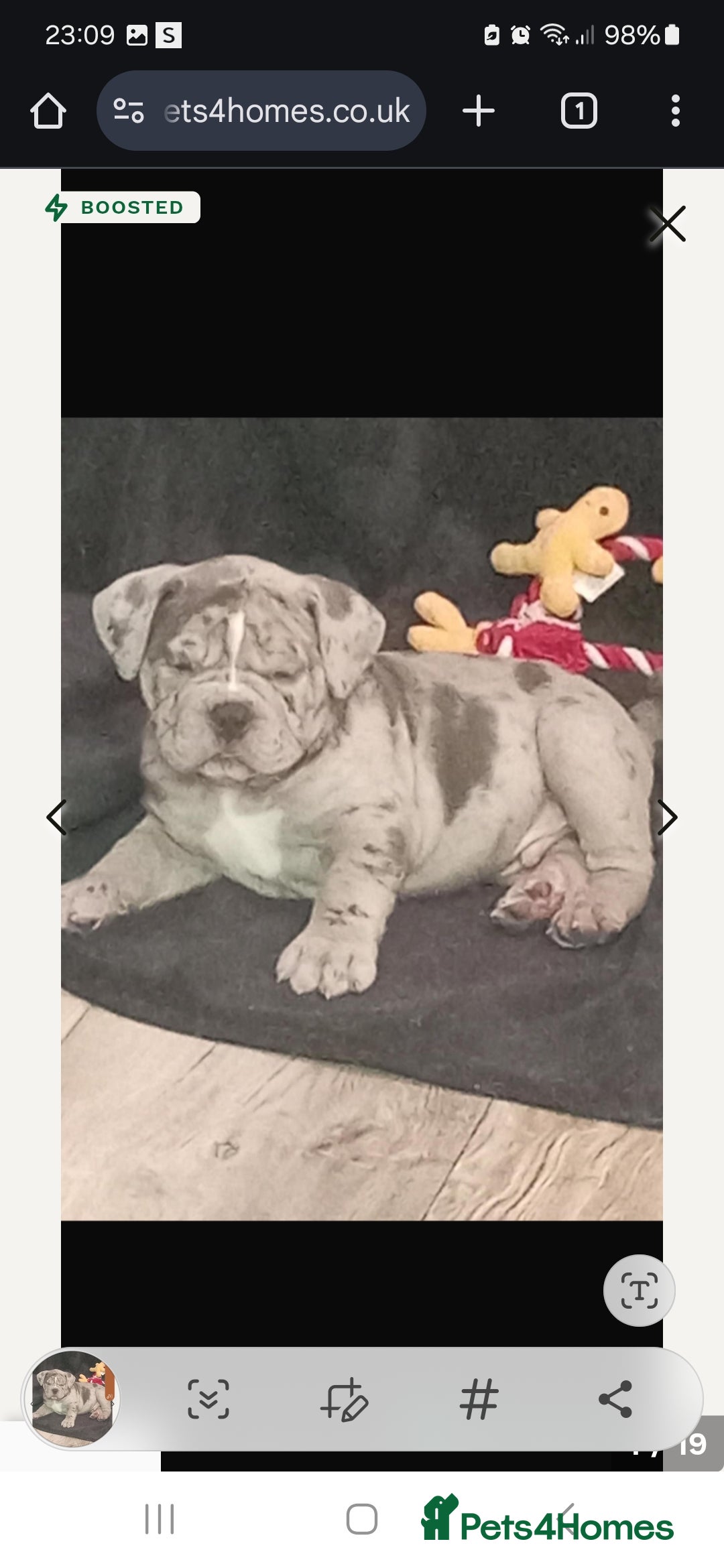 Old Tyme Bulldog dogs for sale: Male Lilac merle old tyme bulldog - Image 13