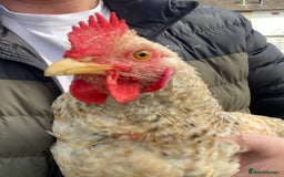 Chickens poultry for sale: Beautifully Natured Cockerel - Free to a good home - Image 2