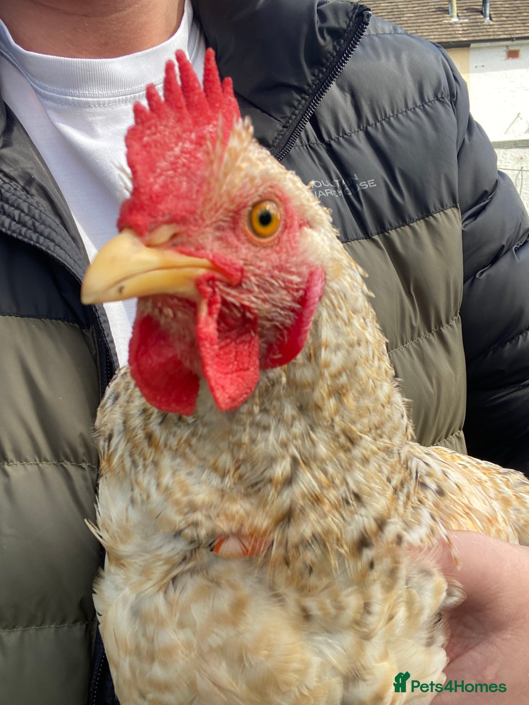 Chickens poultry for sale: Beautifully Natured Cockerel - Free to a good home - Image 2