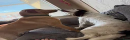 Labrador Retriever dogs for sale: golden labrador - 7 months old - Advert 5