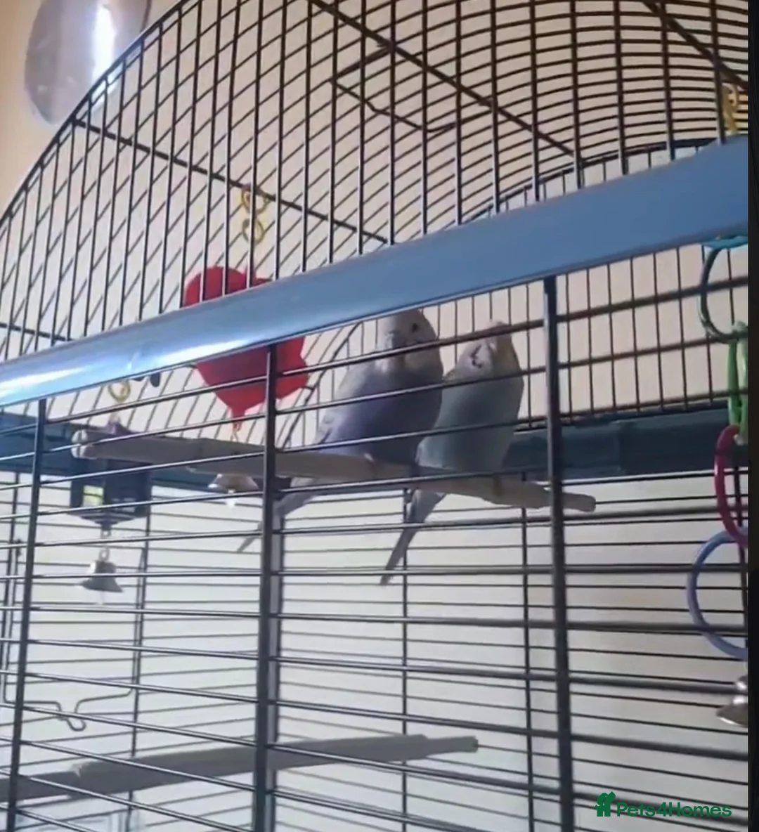 Budgerigars birds for sale: Two Bonded Male Budgies For Sale  in Glasgow - Advert 3