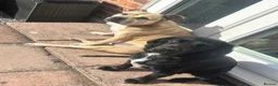 Cocker Spaniel dogs for sale: 2 cocker spaniels and staffy for rehoming - Advert 3