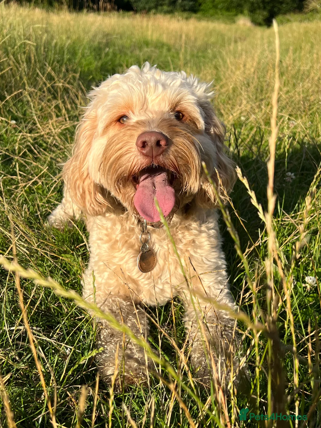 Cockapoo dogs for stud: For stud only F1 cockapoo Proven😍😍 - Advert 2