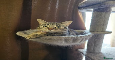 British Shorthair cats - Advert 7