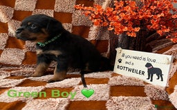 Rottweiler dogs for sale: The best of the best Rottweilers  - Image 4