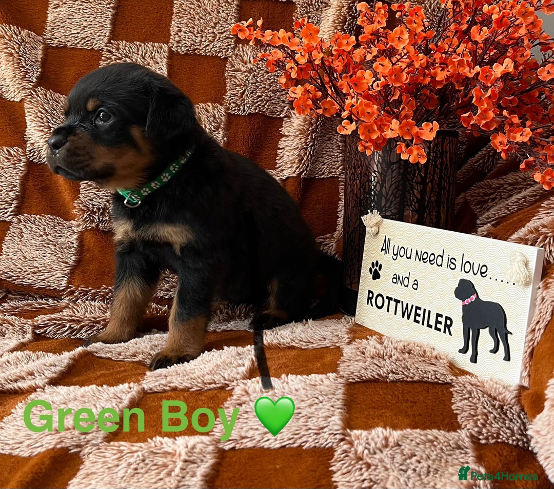 Rottweiler dogs for sale: The best of the best Rottweilers  - Image 4