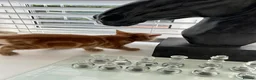 Mixed Breed cats for sale: 5 beautiful kittens  - Advert 9