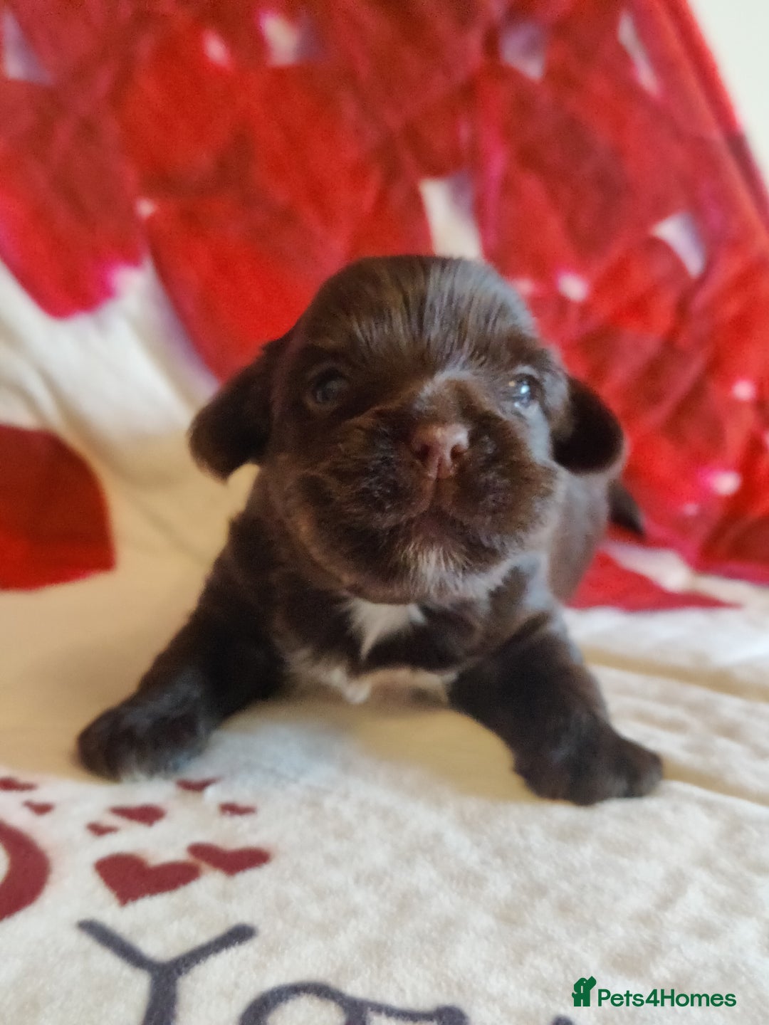 Yorkshire Terrier dogs for sale: Outstanding RARE Yorkshire terrier Chocolate - Image 11
