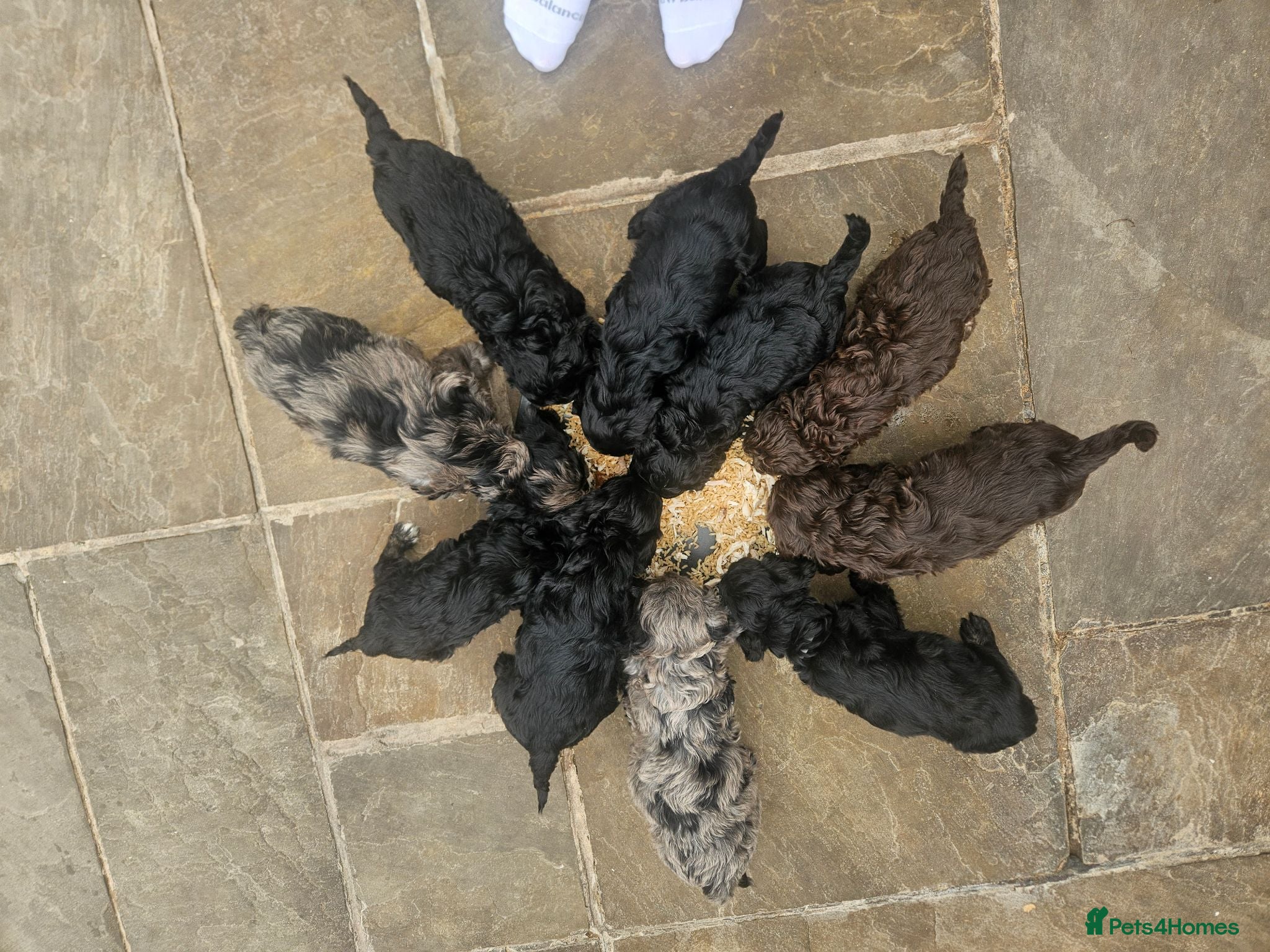 Cockapoo dogs Beautiful Litter of Stunning Cockerpoo Puppies - Advert 2