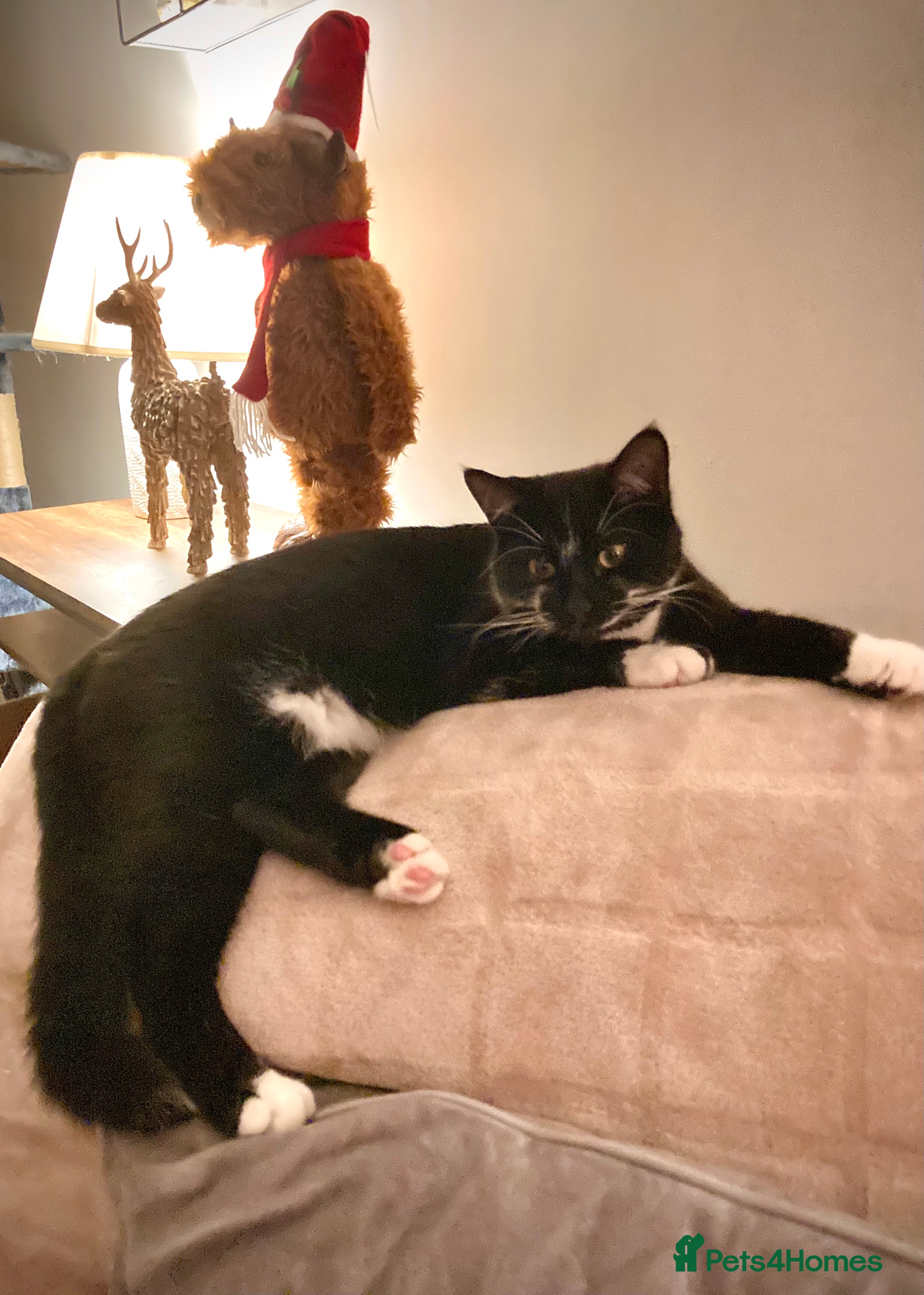 Domestic Shorthair cats Playful Male Black & White - Advert 1