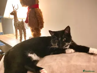 Domestic Shorthair cats Playful Male Black & White - Advert 16