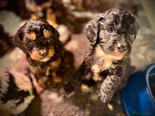 Cavapoo dogs Exceptional examples of top class cavapoo puppies - Advert 2
