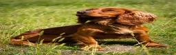 Cocker Spaniel dogs for sale: Kc Health Tested Working Cocker Pups - Advert 7