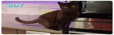 Dark chocolate British Shorthair