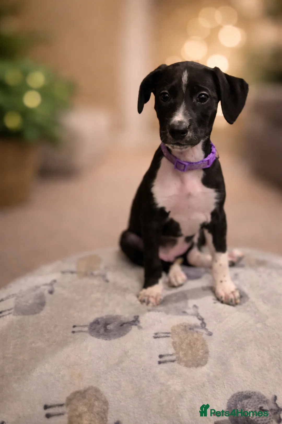 Lurcher dogs for sale: Pointer/Lurcher  in Scarborough - Advert 2