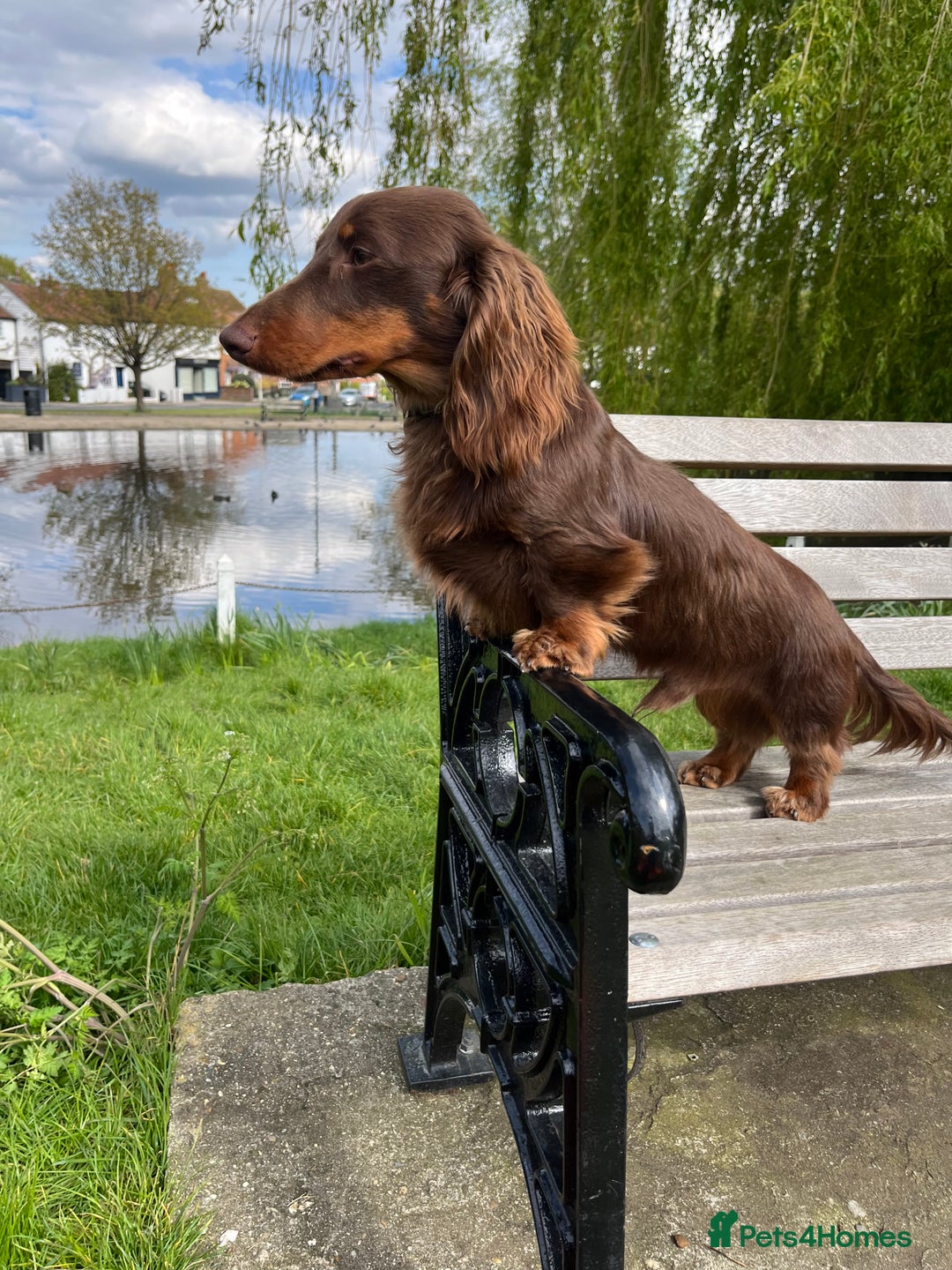 Miniature Dachshund dogs for stud: Kc Chocolate & tan mini dachshund stud in Chelmsford - Advert 2