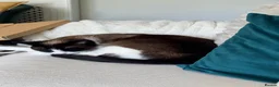 Mixed Breed cats for sale: Coco and kiwi  - Advert 3