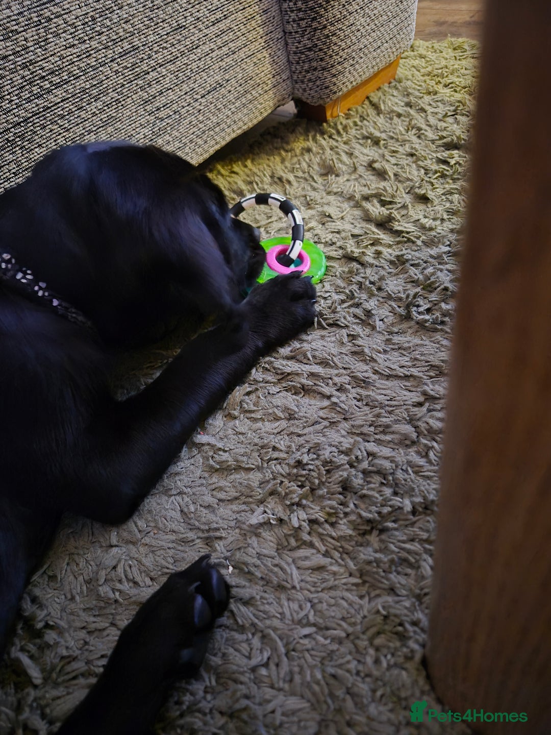 Labrador Retriever dogs for sale: Labrador puppies for sale - Advert 4