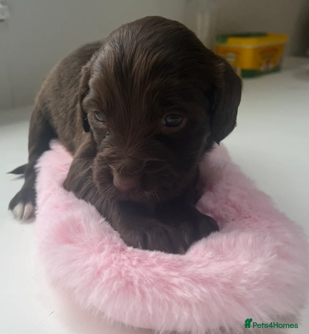 Sprocker dogs for sale: Sprocker puppies for sale  - Advert 12