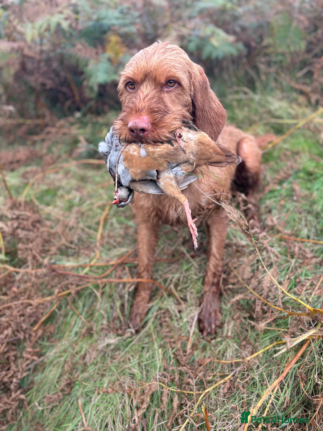 Hungarian Vizsla dogs for sale: Hungarian wirehaired vizsla- fully health tested  - Advert 5