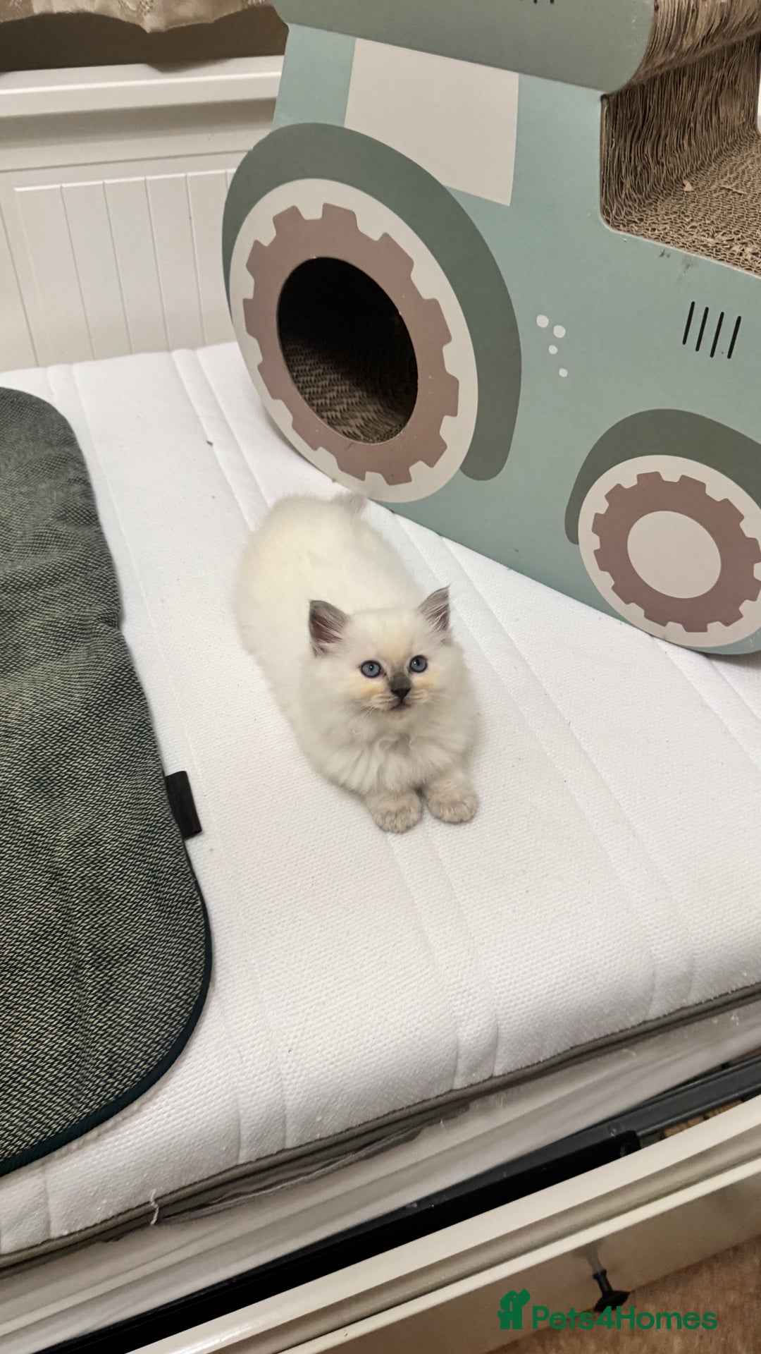 Ragdoll cats for sale: GCCF reg , Rare and milky white Lilac kittens  - Advert 11