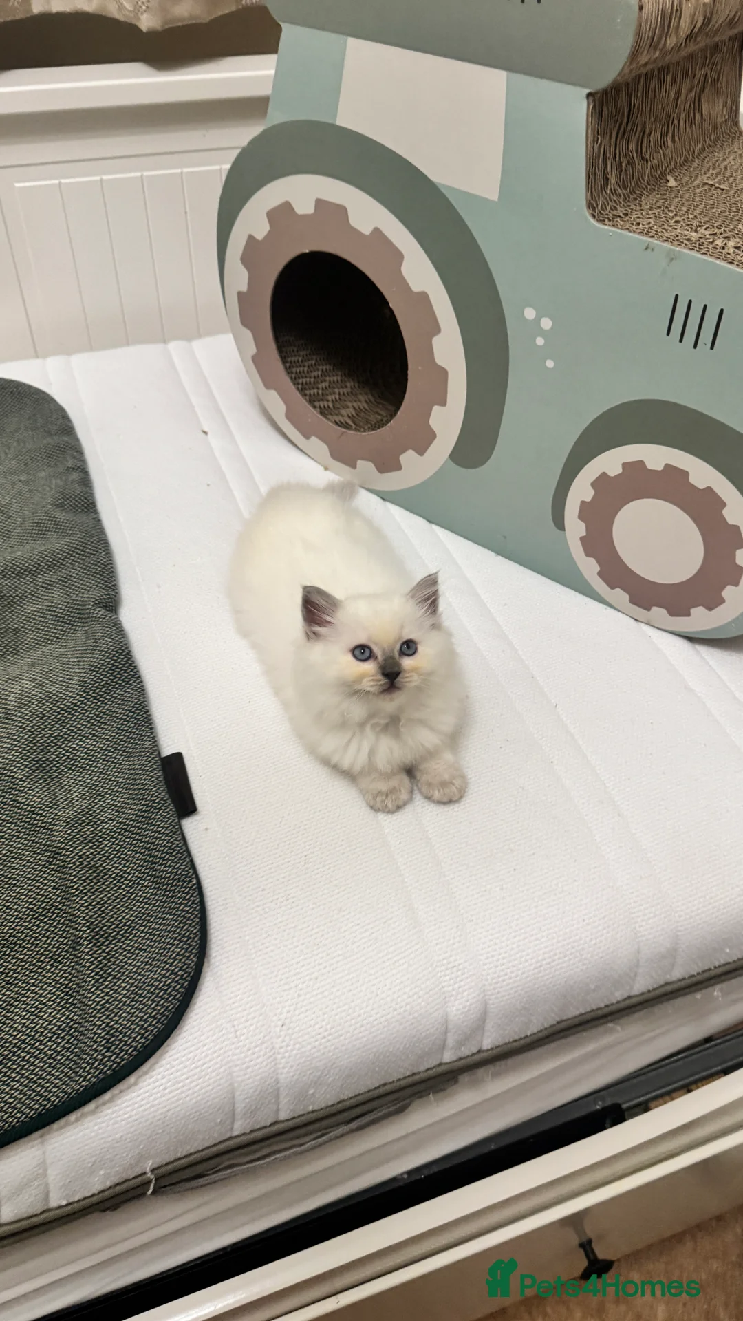 Ragdoll cats for sale: GCCF reg , Rare and icy  white Lilac kittens  - Advert 11
